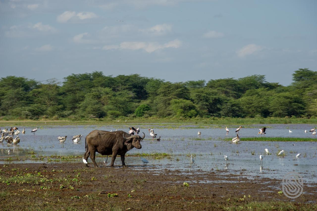 Lake Manyara Serena Safari Lodge Карату Экстерьер фото